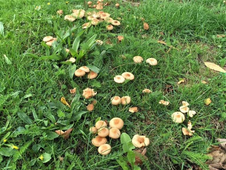 Fairy Ring Champignons
