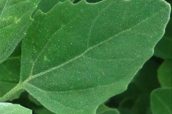 Leaves