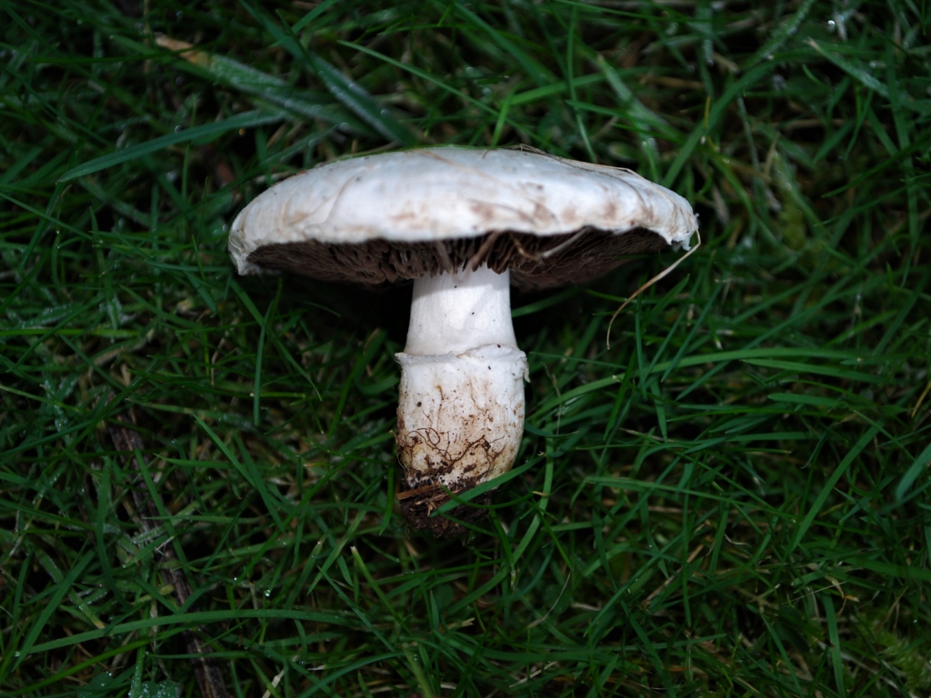 Field Mushroom