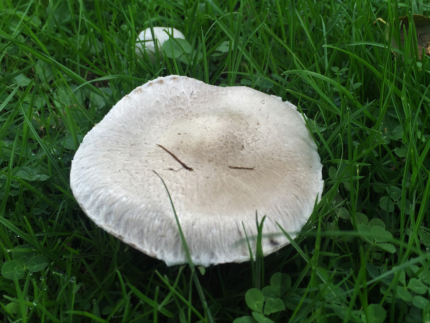 field trip mushrooms