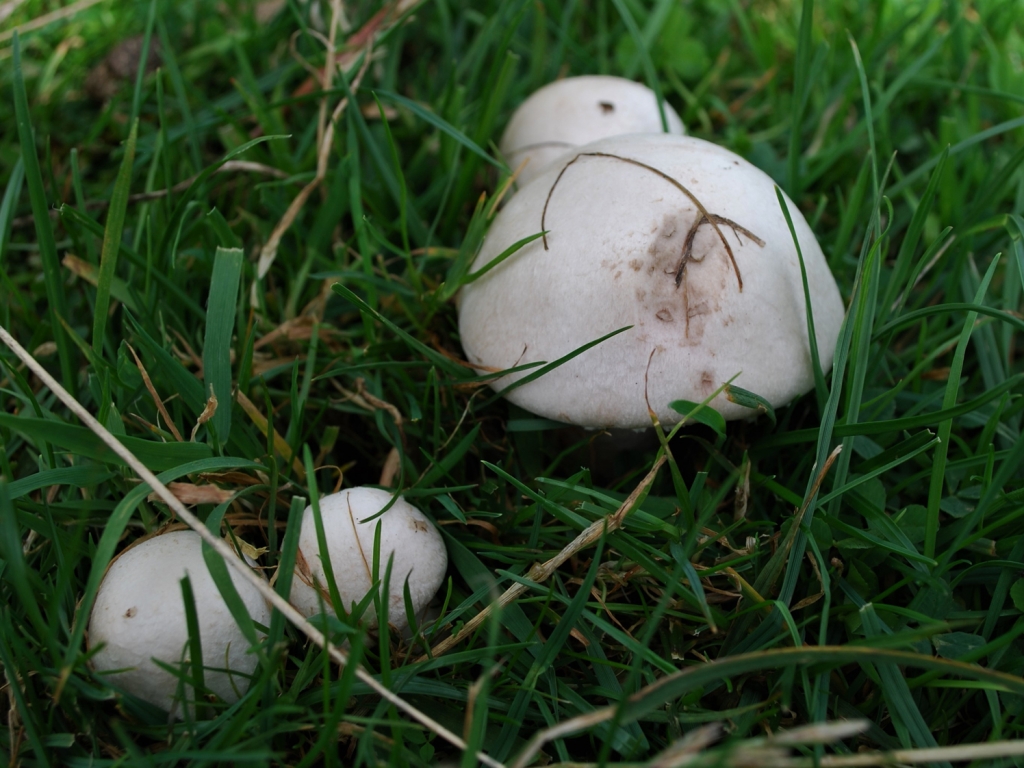 Field Mushroom