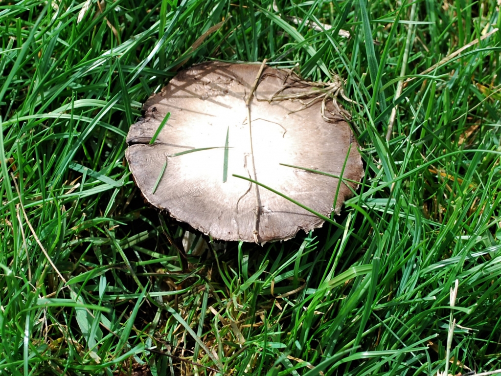 Field Mushroom