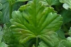 Leaves