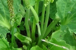 Flower Stem