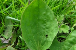 Leaves