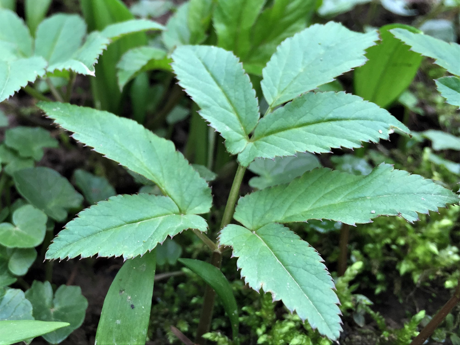 Image of Ground elder leaves