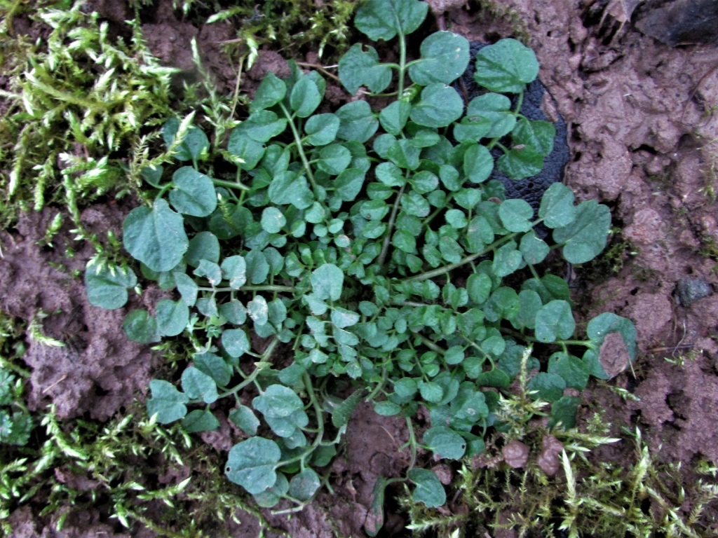 Hairy Bittercress, Cardamine hirsuta.