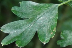 Leaves