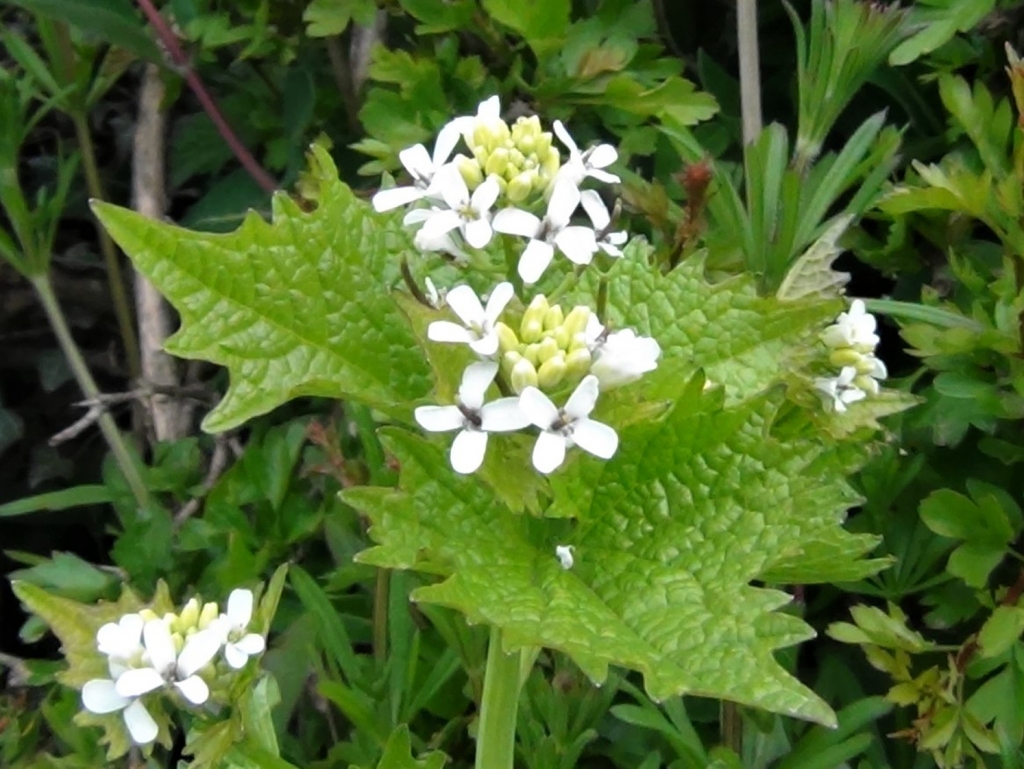 Hedge Garlic, Jack by the Hedge, Garlic Mustard, Poor Mans Mustard