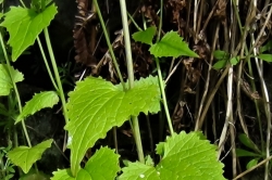 Flower Stem