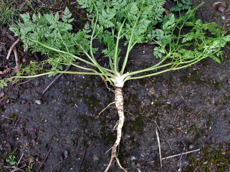 Hemlock, Poison Parsley, Conium maculatum