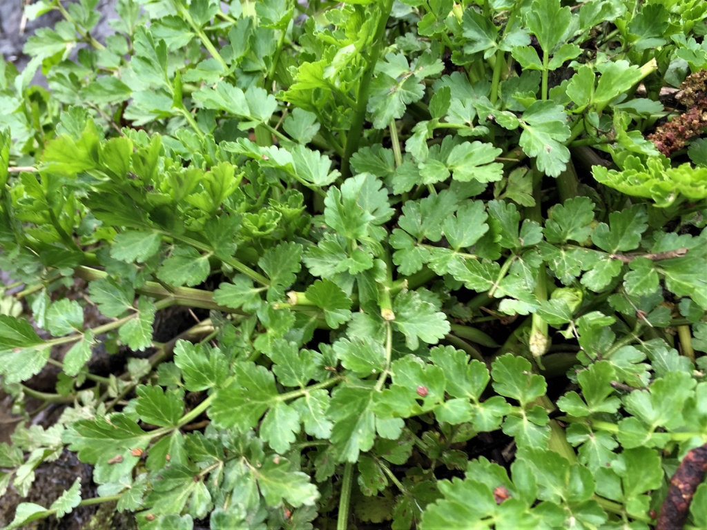 Hemlock Water Dropwort, Oenanthe crocata