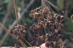 Seeds