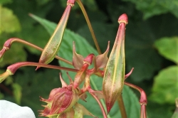 Seed Pods