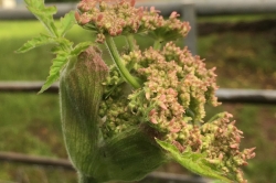 Flower Buds