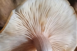 Gills