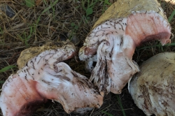 Flesh