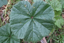 Leaves