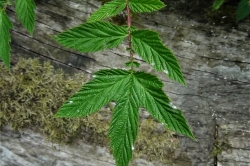 Leaves