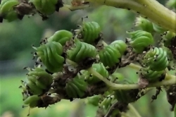 Seed Pods