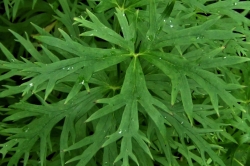 Leaves