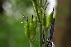 Seed Pods