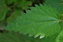 Leaves