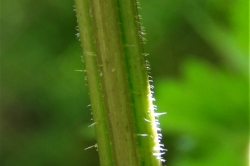 Stem