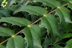 Leaves