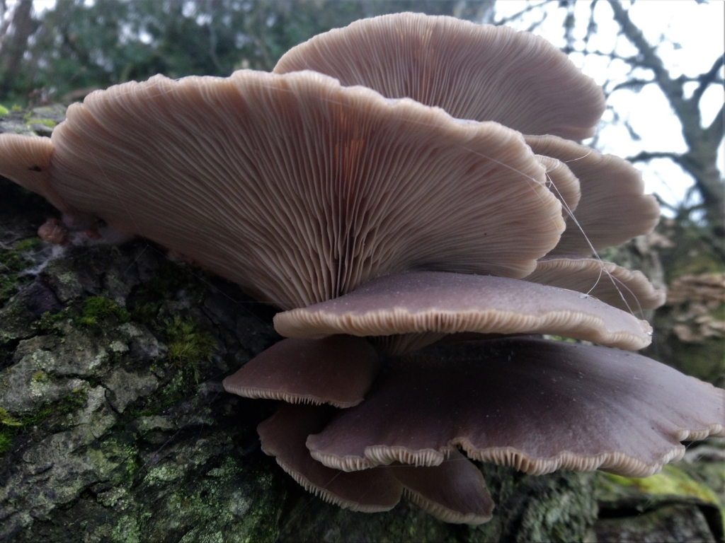 Grey Oyster Mushroom