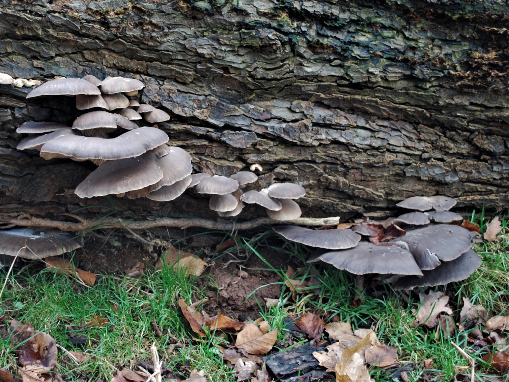 Grey Oyster Mushroom
