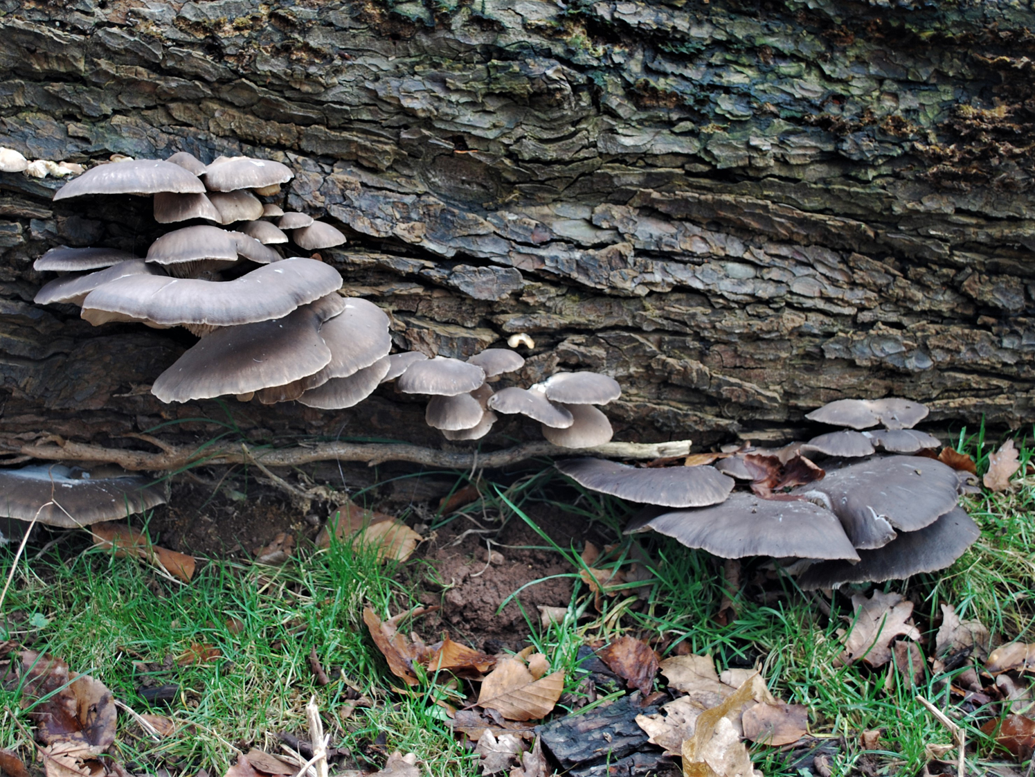 Oyster mushrooms discount