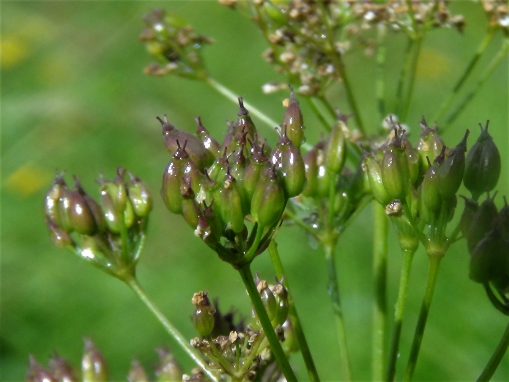 Pignut, Arnut, Earth Chestnut, Ground Nut, Kipper Nut, Conopodium majus