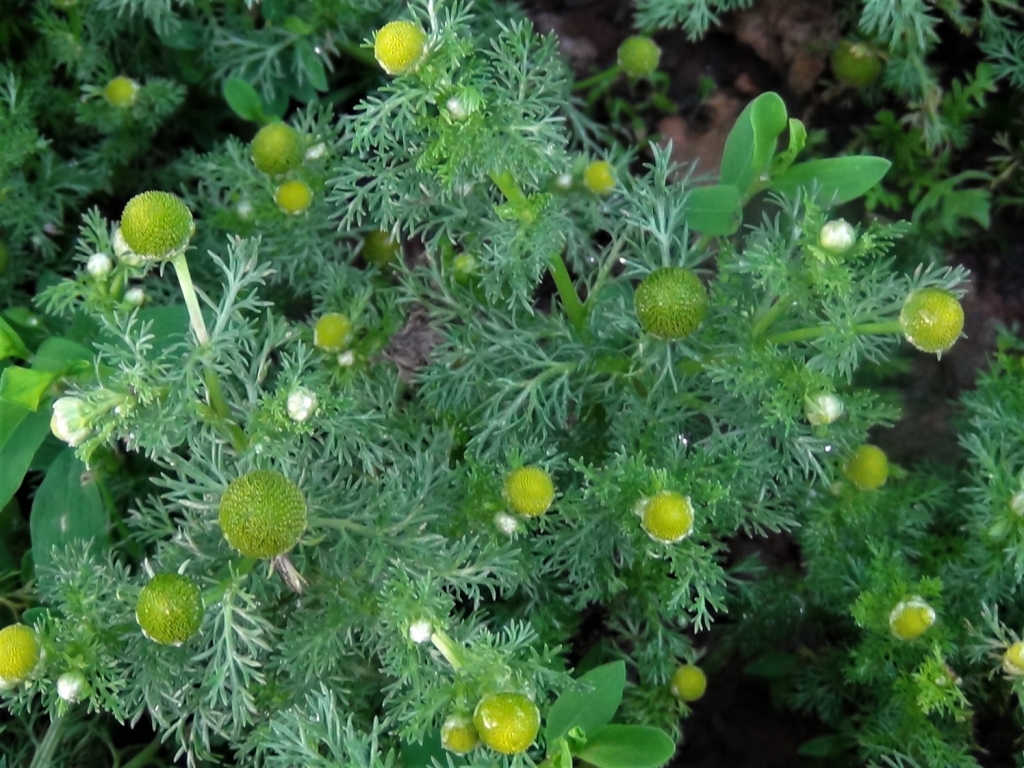 Pineapple Weed, May Weed, Wild Chamomile, Matricaria discoidea