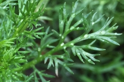 Leaves