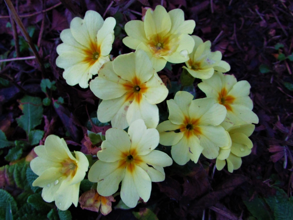 Primrose, Common Primrose, English Primrose,Primula vulgaris