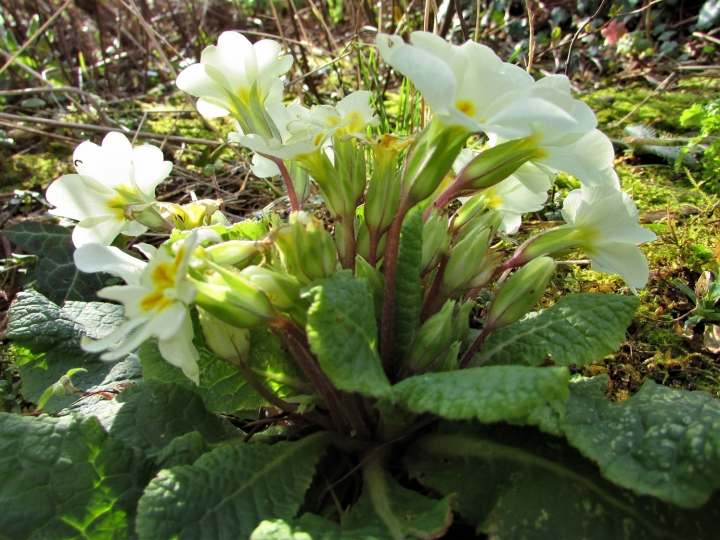 Primrose, Common Primrose, English Primrose,Primula vulgaris