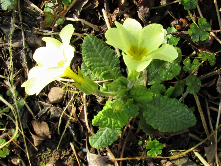 Primrose, Common Primrose, English Primrose,Primula vulgaris