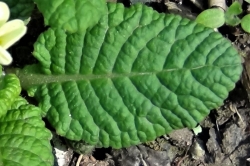 Leaves