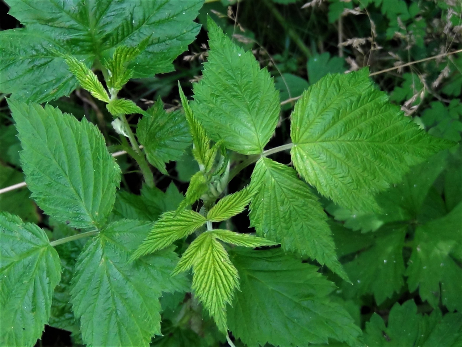 wild raspberry plant