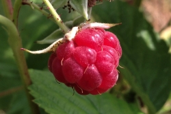 Fruit