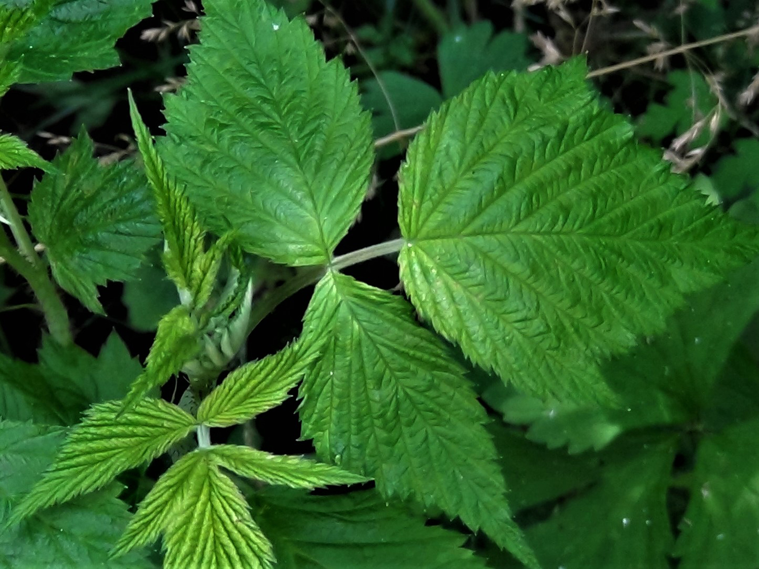 Wild Raspberry, Hindberry, Raspis, Rubus idaeus