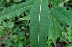 Leaves