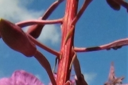 Stem