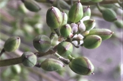 Flower Buds