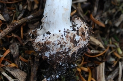 Bulbous Base