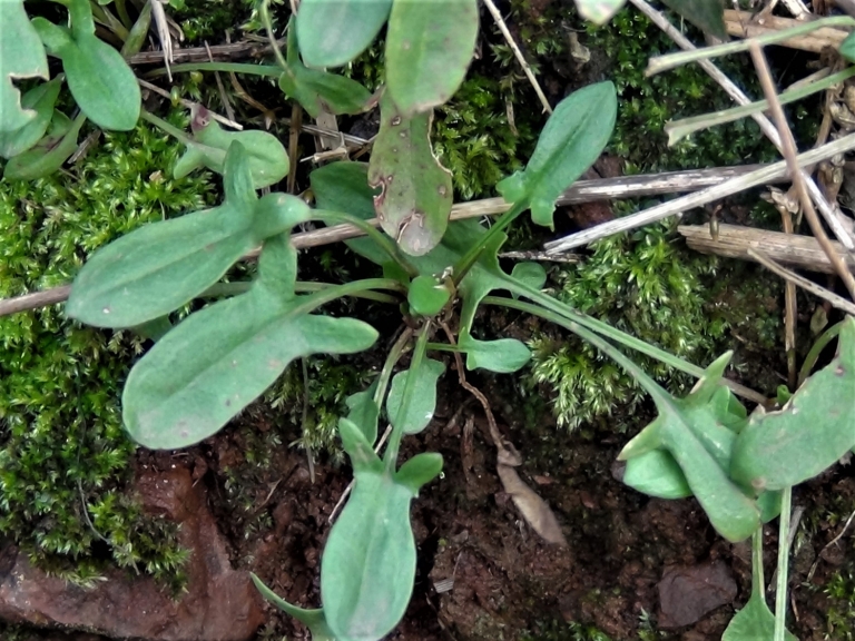 Sheeps Sorrel, Red Sorrel, Sourweed, Field Sorrel, Rumex acetosella