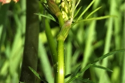 Flower Stem