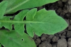 Basal Leaves