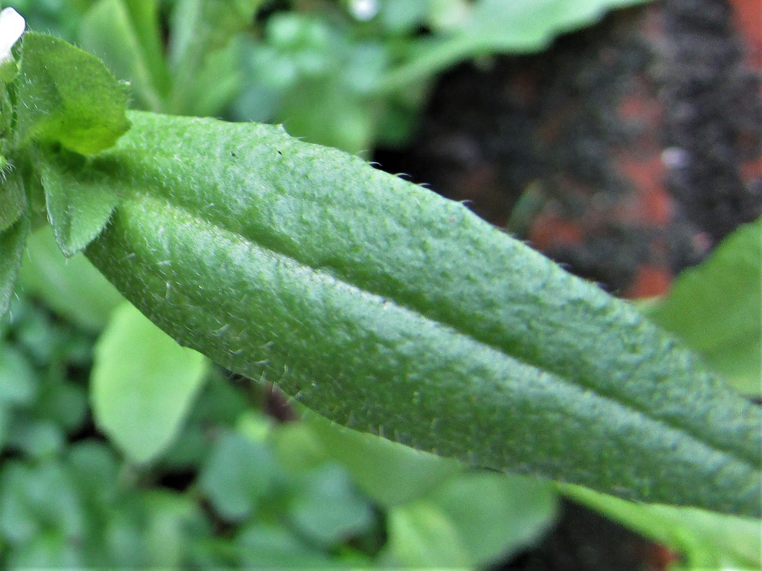 shepherd's purse (Plants of the Peggy Notebaert Nature Museum Grounds,  Chicago, Illinois) · iNaturalist